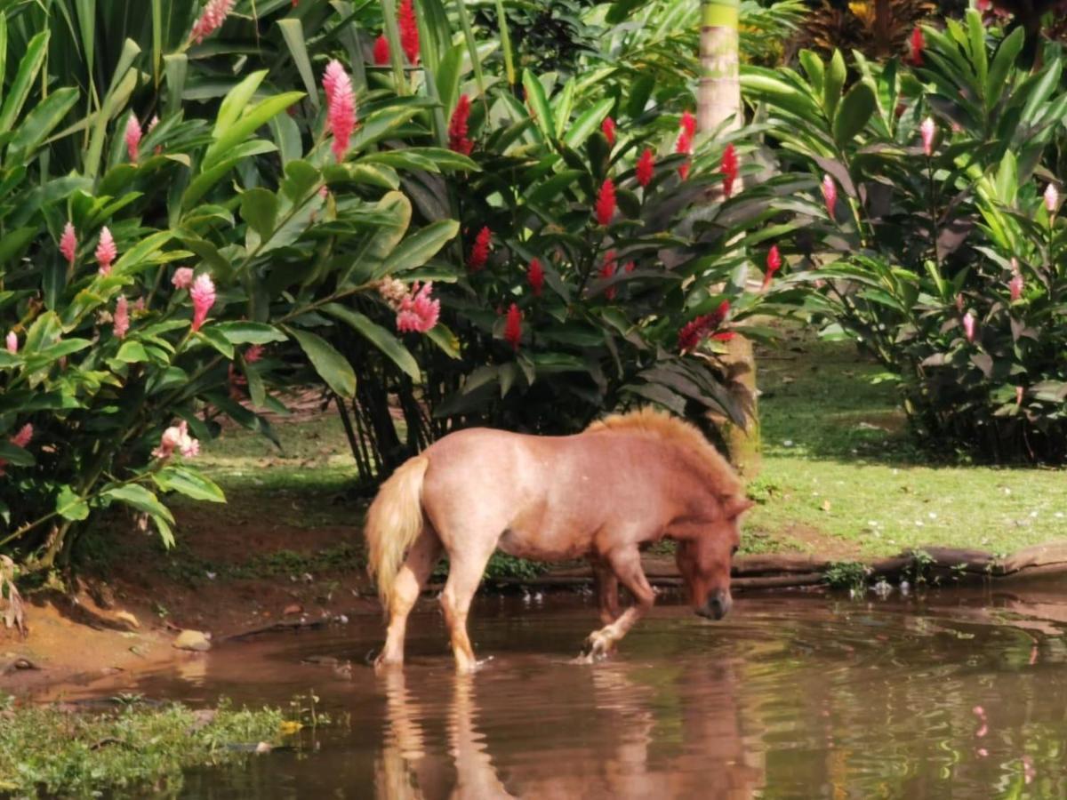 Blue River Resort&Hot Springs Liberia Exterior foto